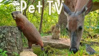 ULTIMATE NATURE FOR CATS & DOGS THAT ARE HOME ALONE 😺 Sunset Cove Weekly Best (Dog TV & Cat TV)