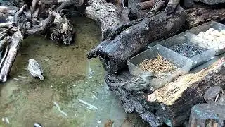 Adorable sparrow - meticulous grooming process - daily ritual of beak washing!