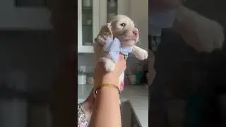 Mini dachshund cream Reno 😍  #minidachshund  #creamdachshund  #dachshundpuppy @marieli3482