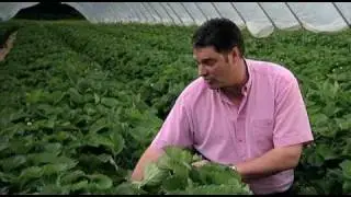 Meet our strawberry supplier - Stewarts of Tayside, Perth, Scotland