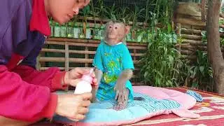 Cute monkey Koko waiting mom mix milk with hungry /Koko&Yoko official