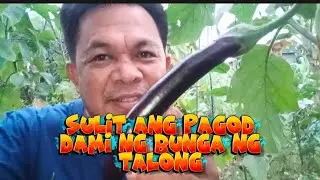 Sulit ang pagod dami ng bunga ng talong