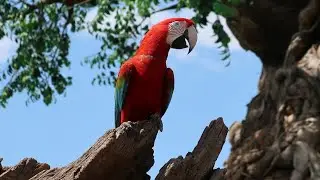 Animal Encounters: Winged Encounters &ndash; The Kingdom Takes Flight Full Show Animal Kingdom Disney 2022