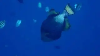 Titan Triggerfish - a big bully, always angry