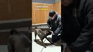 It&rsquo;s important that your dog be comfortable being handled.