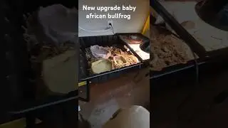 Africa bullfrog upgrade  enclosure