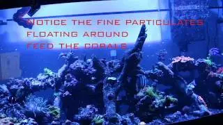 Reef Nutrition feeding the tank 4 9 17