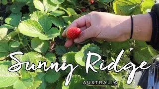 Sunny Ridge Strawberry Farm VICTORIA AUSTRALIA