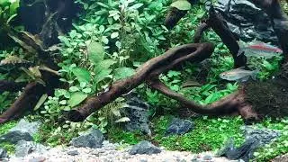how to get rid of algae in fish tank
