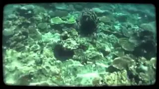 pandan island and apo reed