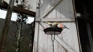 Vogels zijn verzot op al dat lekkers om hun jongen te voederen🙂