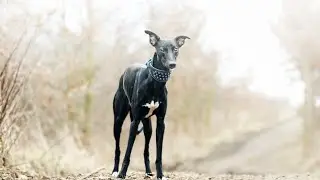 Beat the Heat: Tips for Keeping Your Whippet Cool in Hot Weather