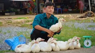Harvesting bamboo shoots, catching ducks to sell at the market.