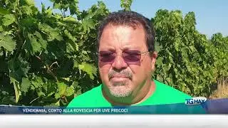 Vendemmia, conto alla rovescia per uve precoci