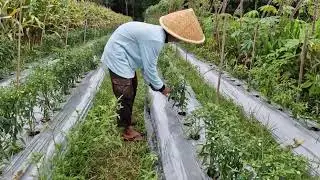 THE PROCESS OF ATTACHING ROPE TAPE TO CHILI PLANT SUPPORTS WITH BARE HANDS - Agriculture Farming