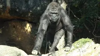 餌を拾いながらひたすら歩き回るアニー☺️　ゴリラ　【上野動物園】　2026年1月29日