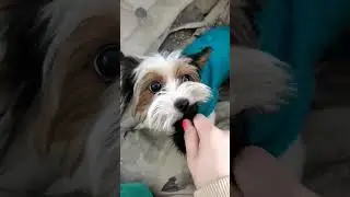 Играет, мой щеночек!💗Алёнка Сластёнка love Ника.
