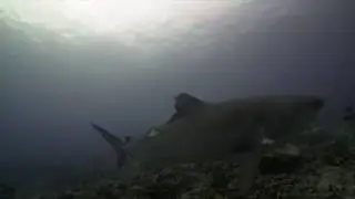 Tiger shark encounter in Kona, Hawaii