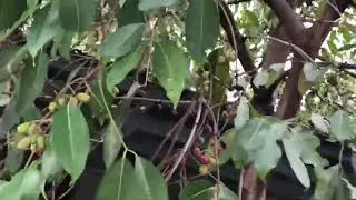 Natural Java plum #youtuber #fruit #javaplum #shorts #shortsyoutube #fyp #foryou