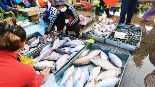 Explore Cambodia Fish Market Scene & Lifestyle Vendors, Fish, Seafood, Crab & Meat | Wet Market Tour
