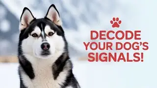 20 Dog Signals Every Owner Must Know (Decode Your Dog's Behavior!)