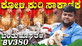 Chicken & Sheep Farming in Kannada | Sheep & Chicken Eggs Farming | ಕೋಳಿ ಸಾಕಾಣಿಕೆ ಹಿರಿಸಾವೆ ಸಂದೀಪ್