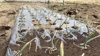 玉ねぎ栽培　野菜作りに欠かせない土寄せ【防寒対策】　21/2/1
