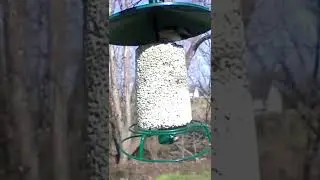 Carolina Chickadee on top the Safflower Seed Log