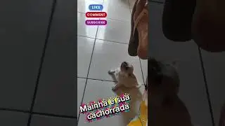 As cachorrada de mainha #saidasdepraia #humor
