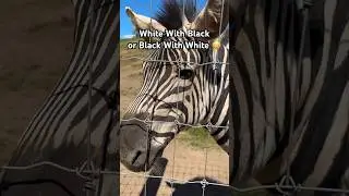 Which One? #zebra #stripes #animals #viral #wildlife #farm #shorts #viral #debate