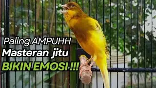 KENARI GACOR Cuit CUIT BIRAHI UNTUK PANCINGAN & MASTERAN Kenari PAUD AGAR BUNYI