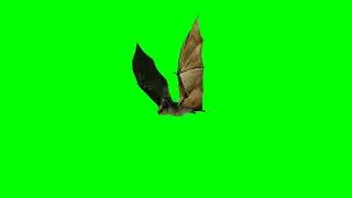 Bat Green Screen Video