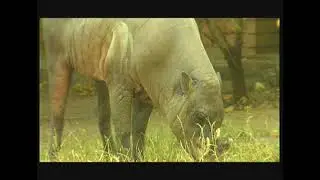 Бабіруса - Babyrousa - babirusas  (deer- pigs)