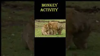 Money Activities | Unique movements of monkeys | Copycat monkey