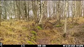 Ree fiep, Reh fiep, Roe deer call, Roe deer squeak