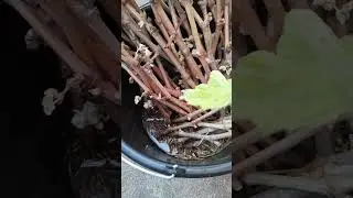 Enraizamiento espontáneo de sarmientos de vid.