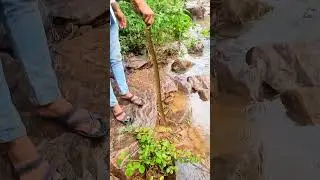 dhaman sanp #lifeisbutadream #cobra #funny #song