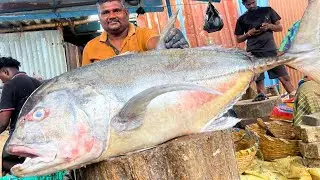 50 KG BIG MONSTER-SIZED TREVALLY FISH CUTTING VIDEO | UK SONS MARINE