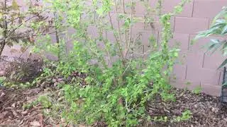 Dwarf Ever-Bearing Mulberry Tree