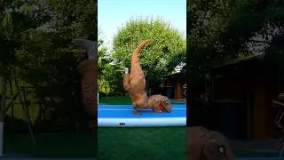 K&ouml;nnen wir in einem AUFBLASBAREN DINO TURNEN? #challenge #funny #turnen #fail