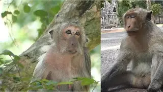 Old Female Monkey Tima Living With Depression In Old Life. How Can She Live For Long Life More?