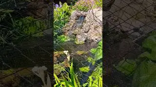 Uk Beautiful garden 😍 inuk#homefishpond#subscribe