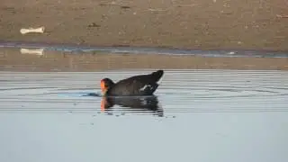 Taguita del Norte (Gallinula chloropuus)
