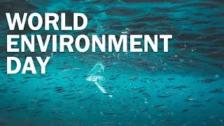 Dean of Social Science and Humanities Speaks on Plastic Pollution and the UN Global Plastics Treaty