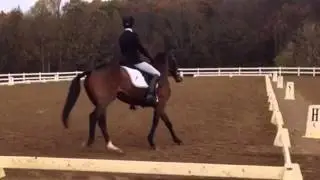 Miss Golden Girl, Eventer, all phases