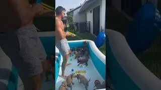 I threw a PUPPY POOL PARTY! #goldendoodle #puppies #poolparty