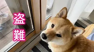庭に侵入者が現れ大事なものが奪われてしまいました…