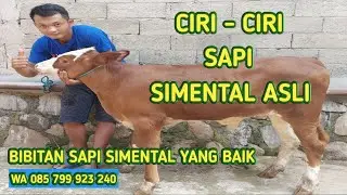 CIRI-CIRI SAPI SIMENTAL ASLI | BIBITAN SAPI SIMENTAL YANG BAGUS