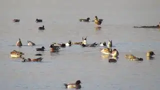 Green-winged Teal - Vane Farm - P& K - November 2014