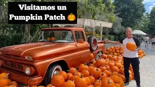Pumpkin patch 🎃 Pinto&rsquo;s Farm. Halloween 2023 #CLAULOVE